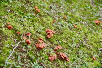 jamur-janur kecil yang tumbuh di tanah yang lembab...